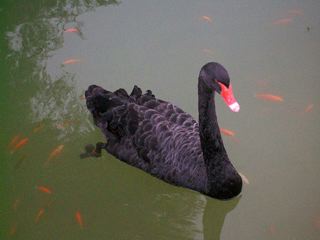 Black Swan Photo